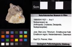 Foto (Objket + Etiketten) von Prosopon sp. 